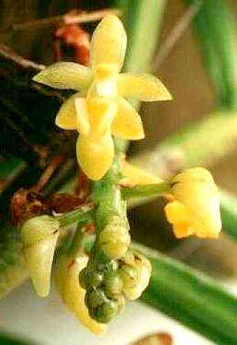 Aerides racemiformis